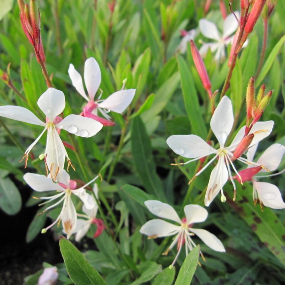 Whirling Wind Butterflies Perennial